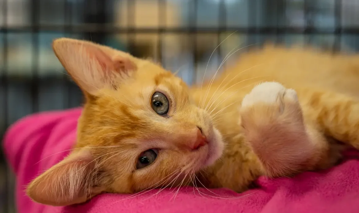 Cat Adoption Peteys Playground