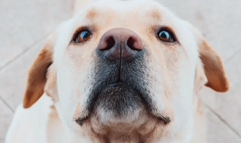 Dog Adoption