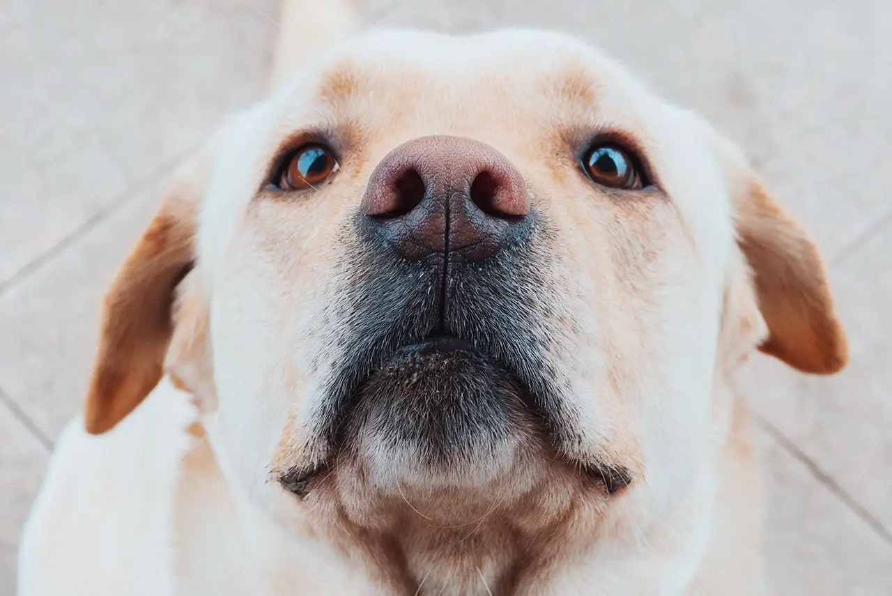 Dog Adoption