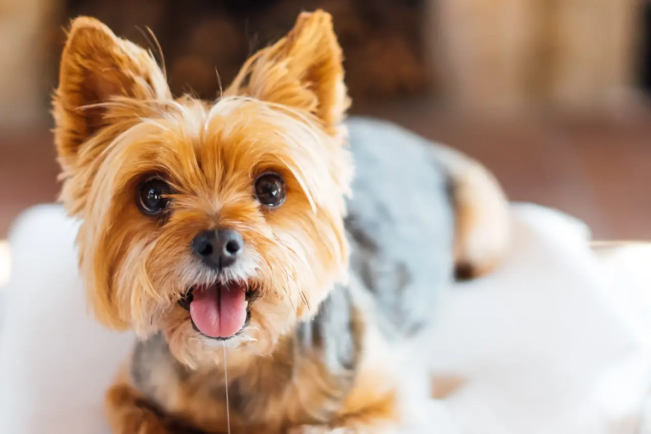 Adopt A Dog Hero