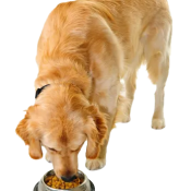 DogFoodEating copy