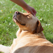 Happy Dog