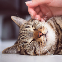 Relaxed Cat
